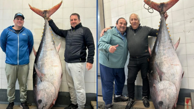 Capturan un atún gigante de aleta amarilla de 165 kilos en Mar del Plata