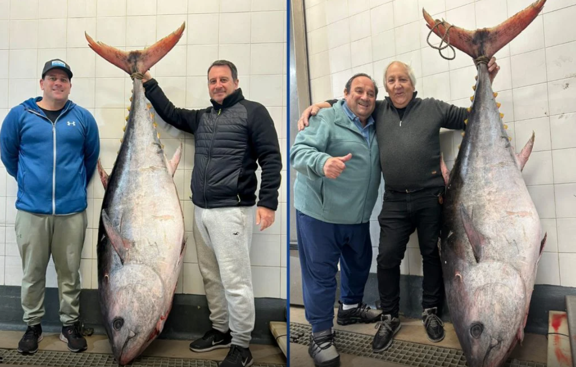 Capturan un atún gigante de aleta amarilla de 165 kilos en Mar del Plata