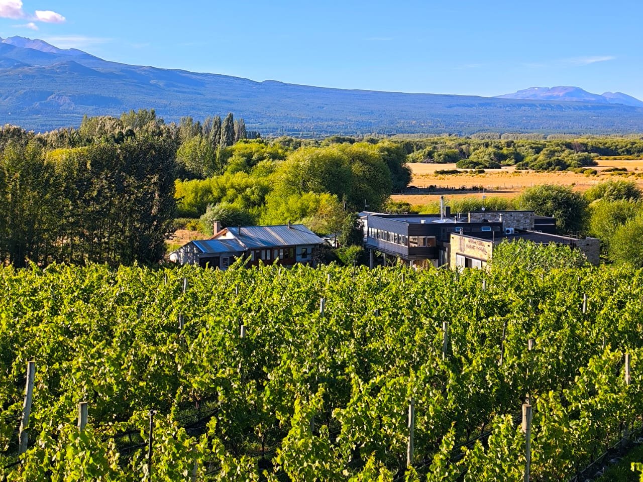 Trevelin abre sus viñedos al mundo: cuándo es la fiesta y qué atracciones habrá