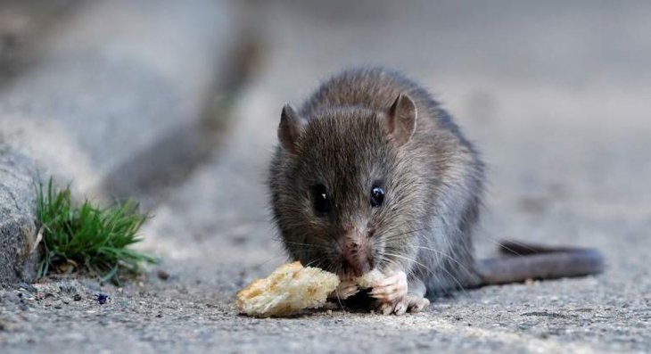 Hantavirus en Provincia de Buenos Aires: refuerzan la vigilancia sanitaria y alertan sobre nuevos casos
