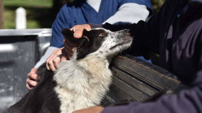 Más de 200 mascotas fueron castradas en junio en 25 de Mayo y refuerzan el llamado a la tenencia responsable