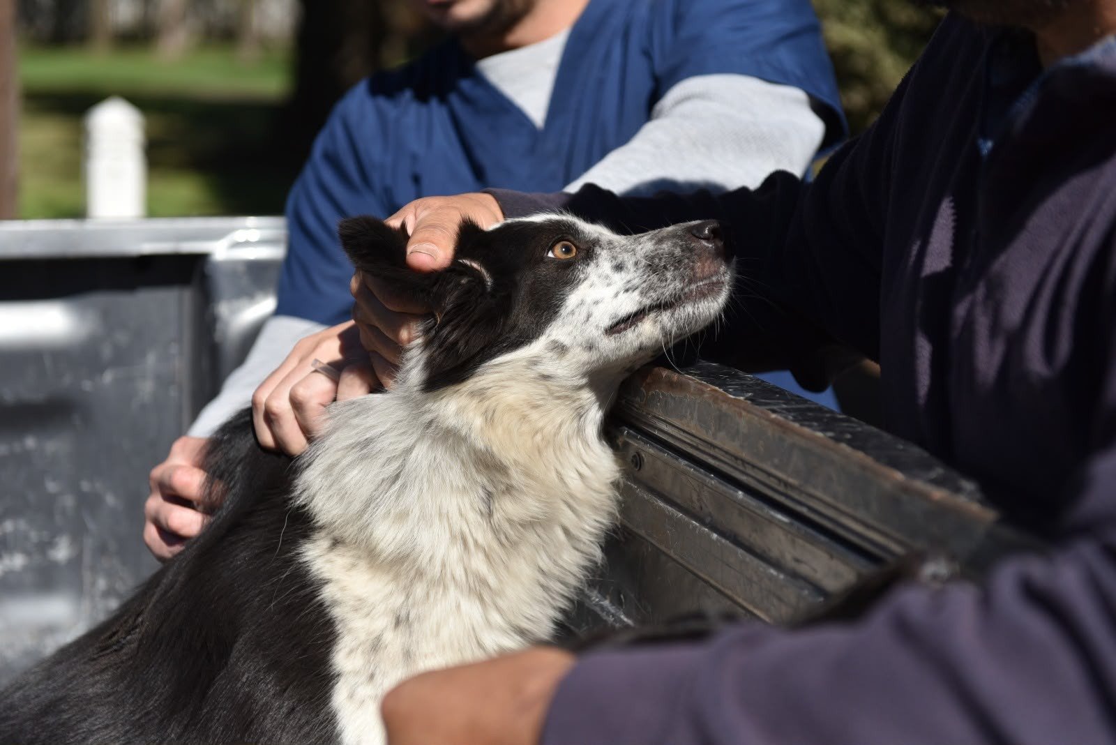 Más de 200 mascotas fueron castradas en junio en 25 de Mayo y refuerzan el llamado a la tenencia responsable